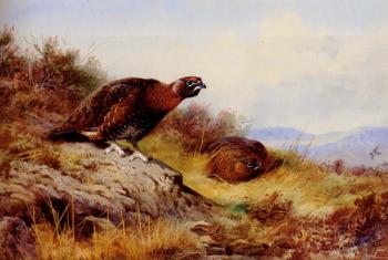 阿奇博爾德 索伯恩 Red Grouse On The Moor